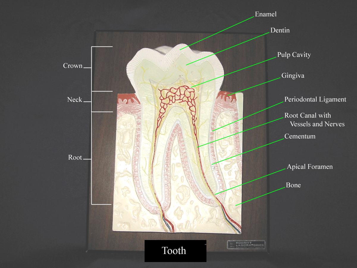 a labeled picture of a tooth model