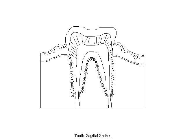 an unlabeled diagram of the parts of a tooth