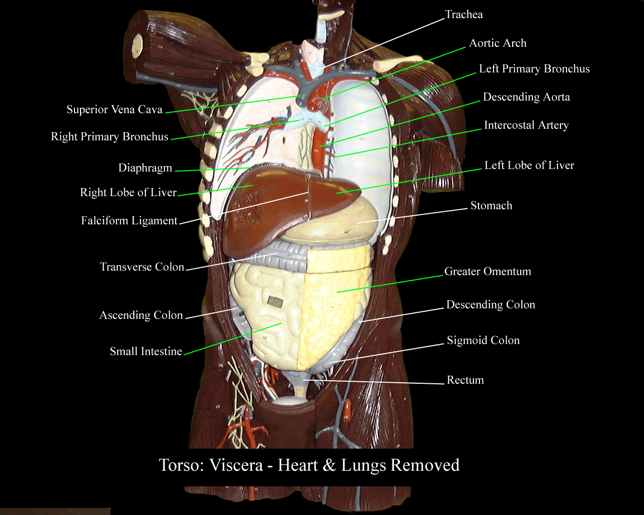 a labeled picture of the viscera in a torso model with the lungs removed
