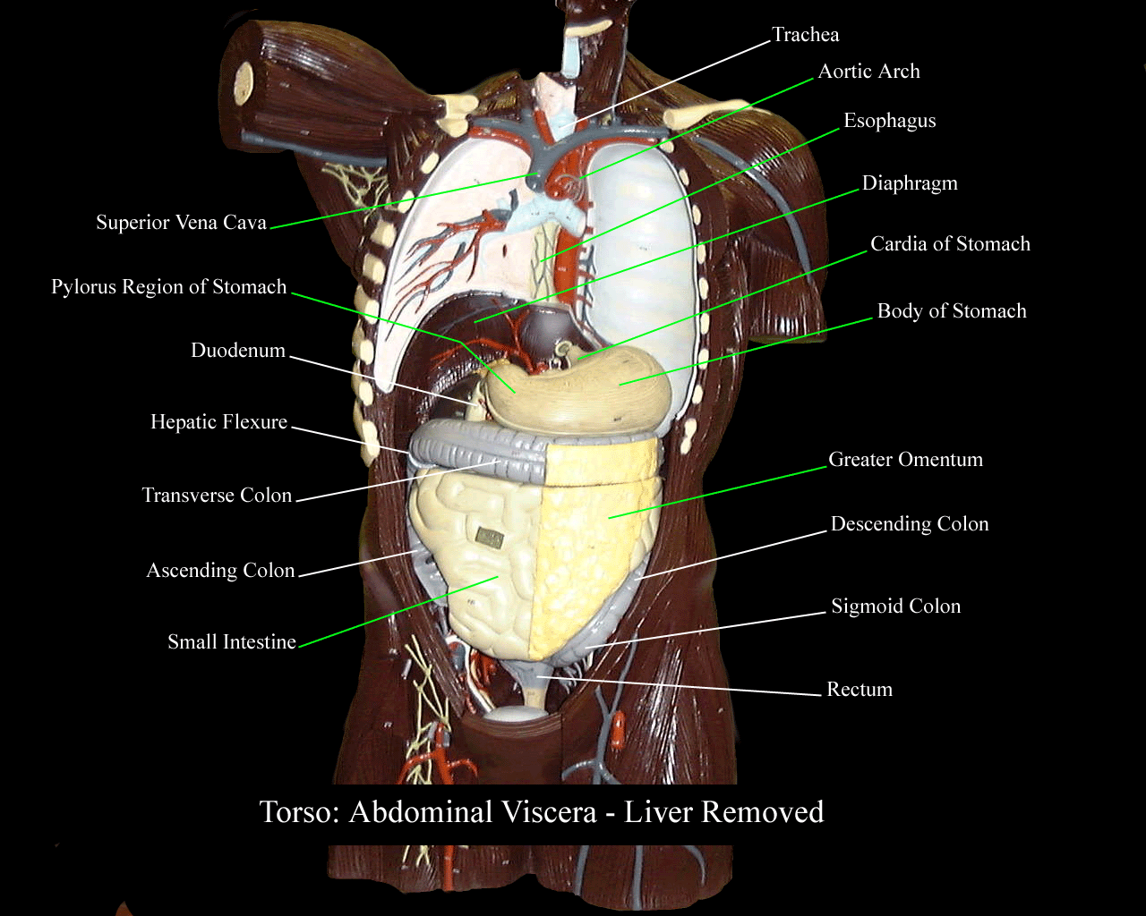 a labeled picture of the viscera in a torso model with the lungs and liver removed