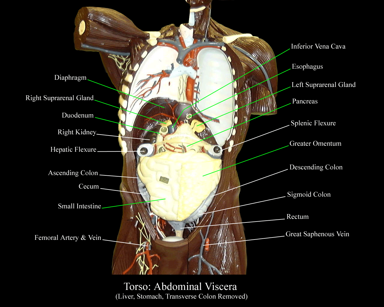 a labeled picture of the viscera in a torso model with the lungs and liver stomach and transverse colon removed
