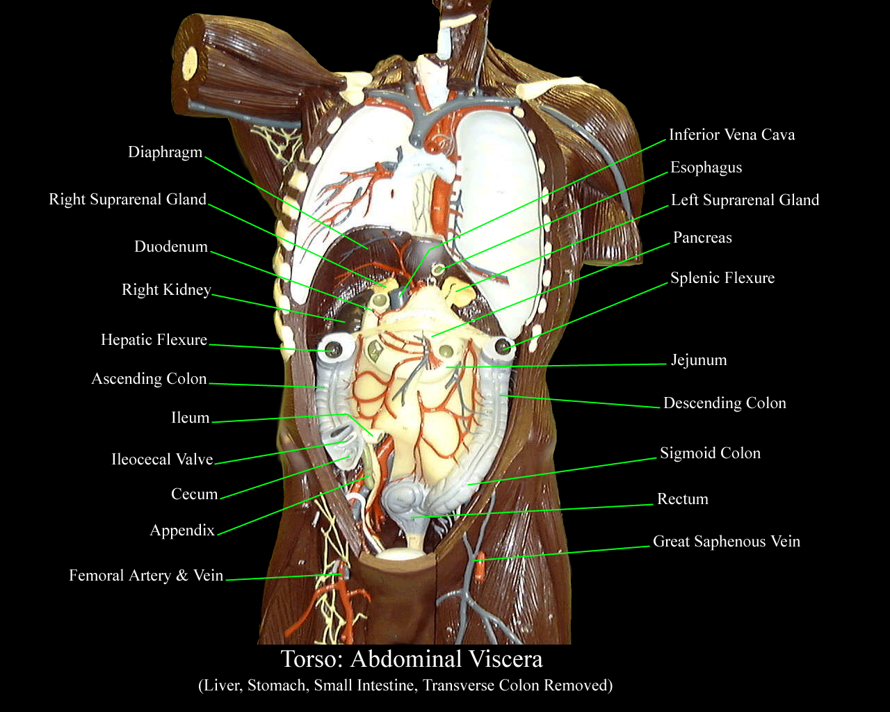 a labeled picture of the viscera in a torso model with the lungs and liver stomach and transverse colon and small intestine removed