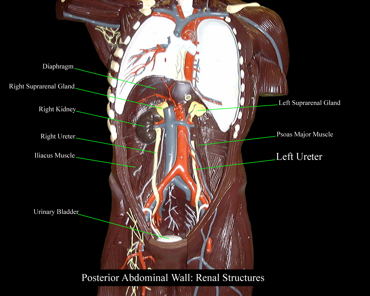 a labeled picture of an anterior view of a torso model with all of the viscera removed except for the right kidney