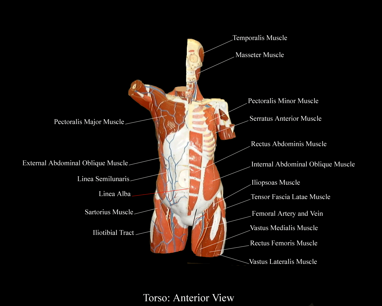 a labeled picture of the muscles on a torso model from an anterior view