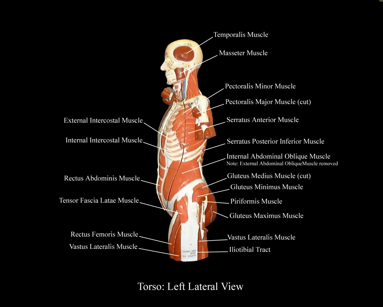 a labeled picture of the muscles on a torso model from a left view