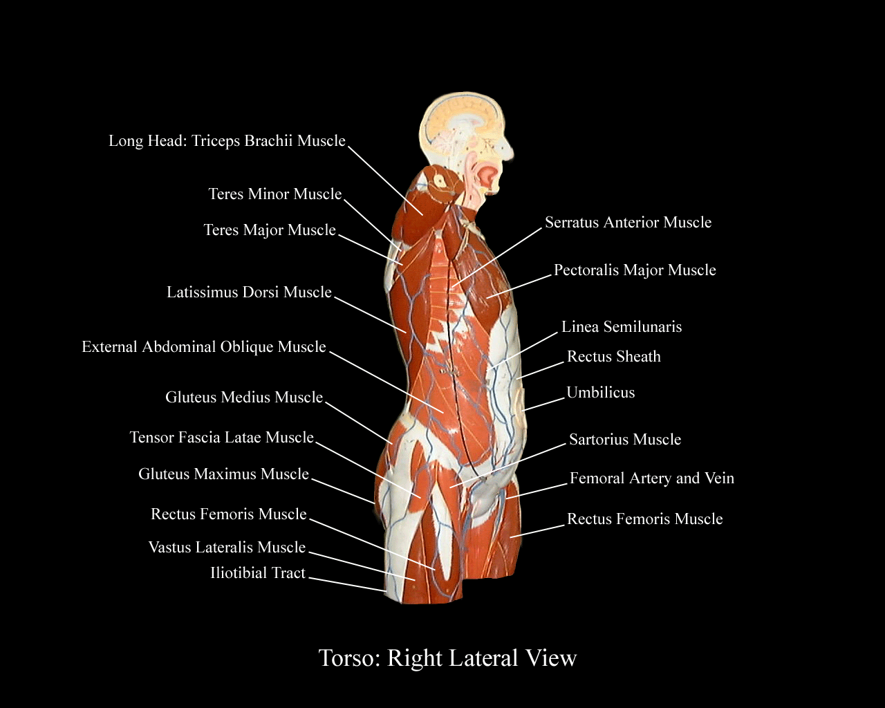a labeled picture indicating the muscles on a torso model from a right lateral view