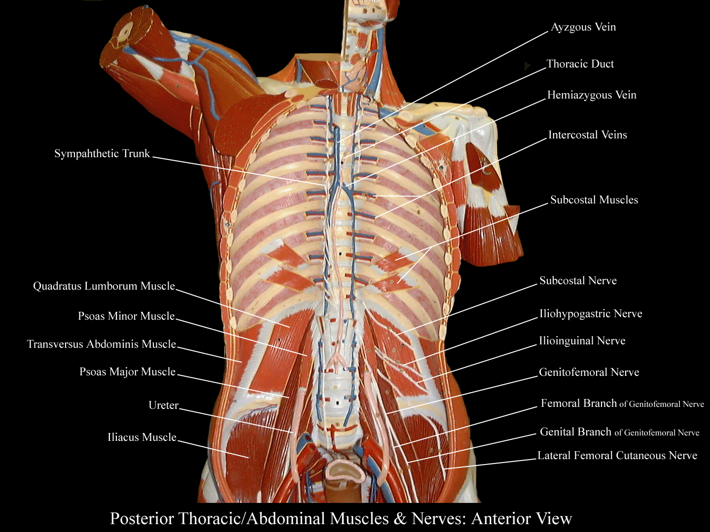 a labeled picture of the posterior thoracic and posterior abdominal walls in a torso model