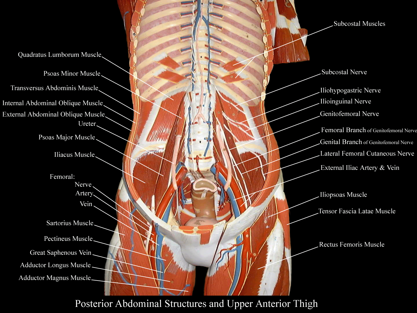 a labeled picture of the posterior abdominal wall in a torso model