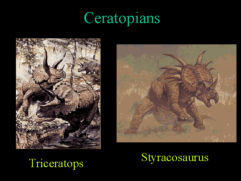 Ceratops Dinosaurs
