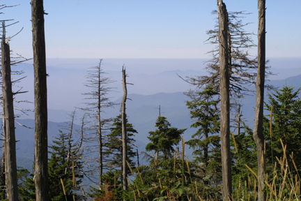 Spruce Fir Forest in TN