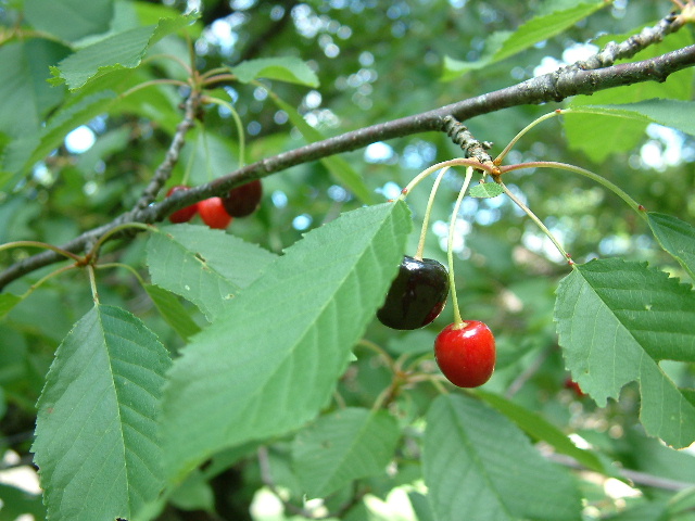 Prunus Avium