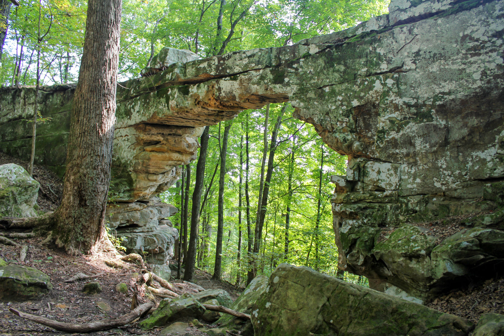 spring arch