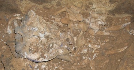 skull