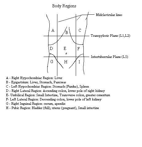 9 quadrants of abdomen and organs