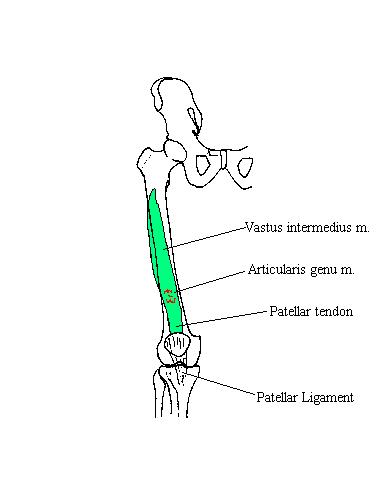 a completed diagram of the deep layer of muscles in the anterior thigh