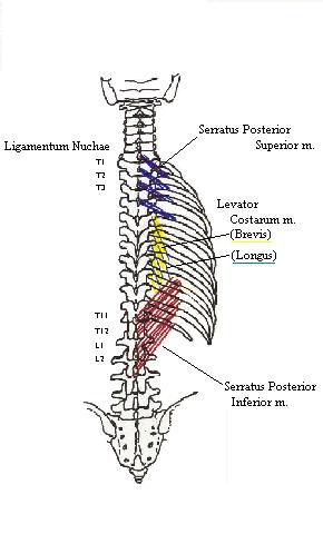 a completed diagram of some of the more superficial muscles of the back