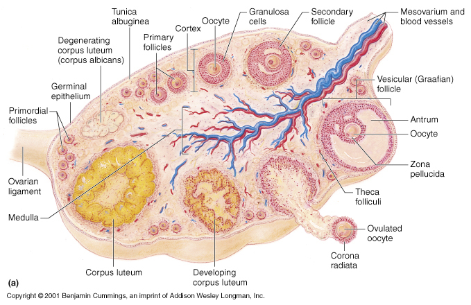 Human Anatomy Lectures