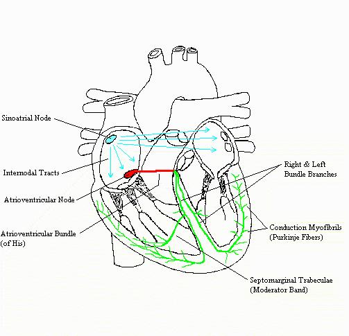 HeartConductionComplete