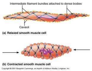 smooth muscle tissue labeled cell membrane