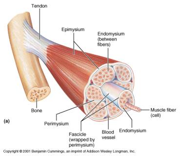 skeletal muscle fiber labeled