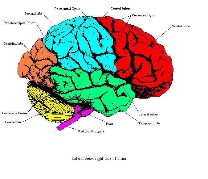 a labeled diagram of a lateral view of the right side of the brain