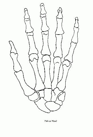 a drawing of a palmar view of the bones of the hand