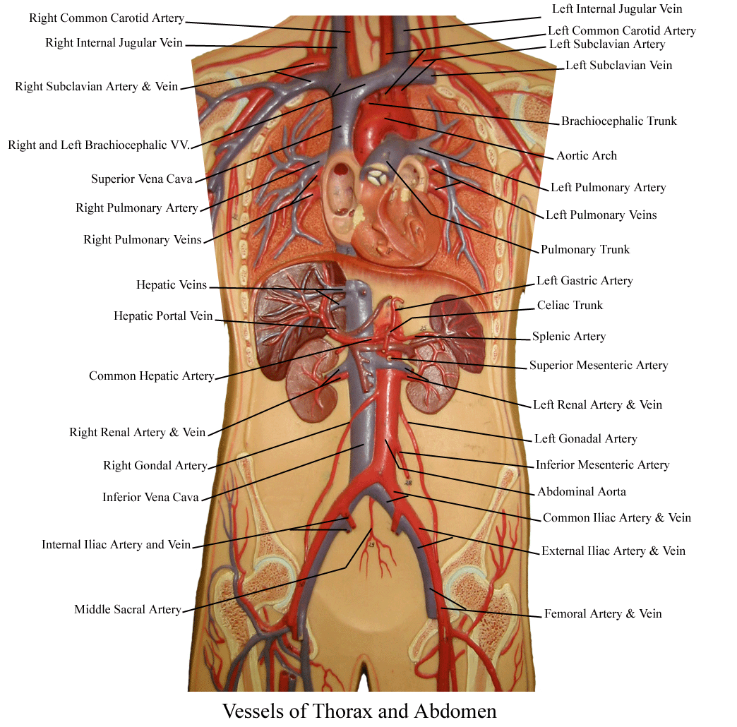 Arterial Supply Of Abdomen And Pelvis The Best Porn Website
