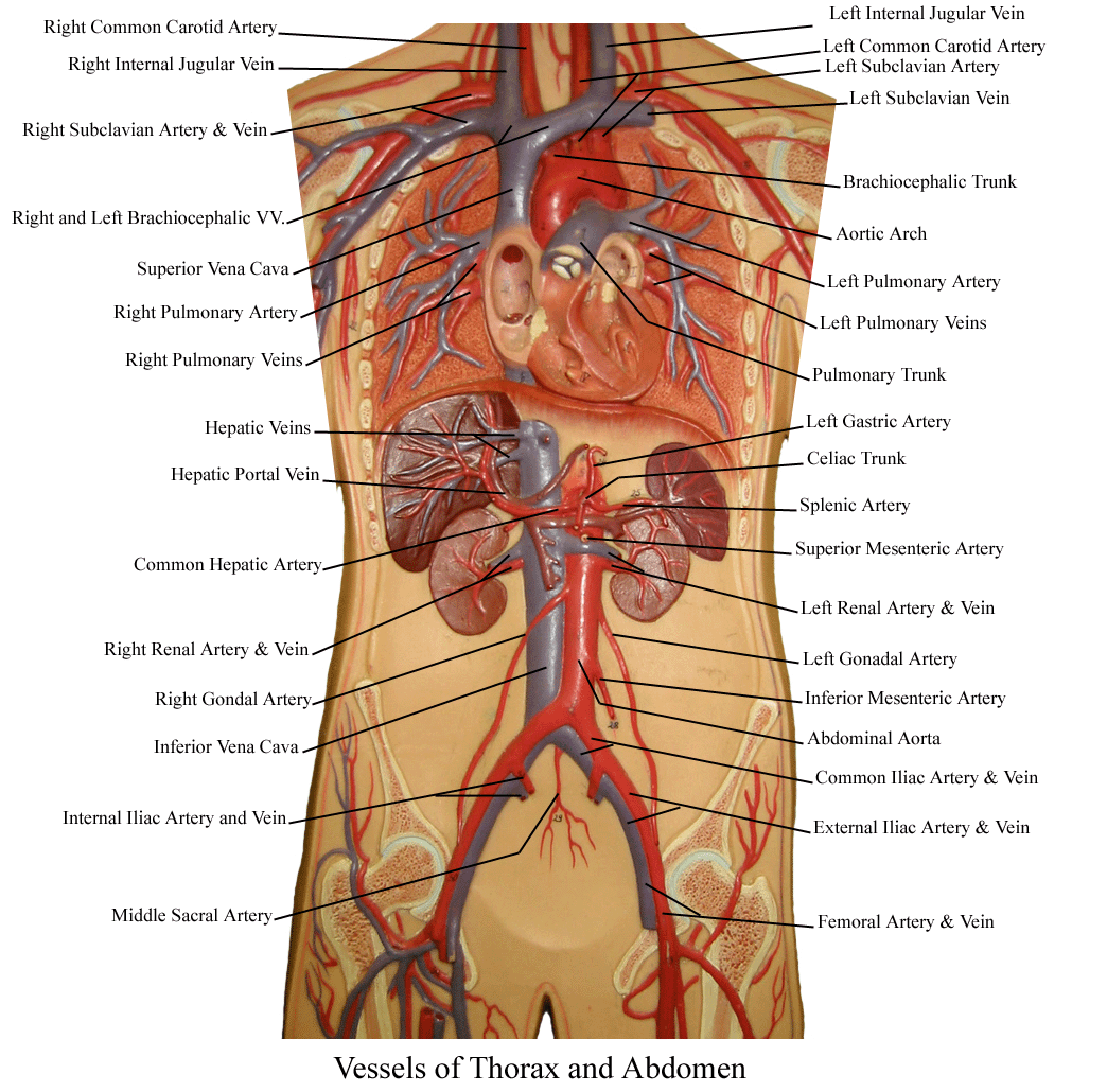 Abdominal Blood Vessels Labeled Arteries Veins Atlas Of Anatomy 