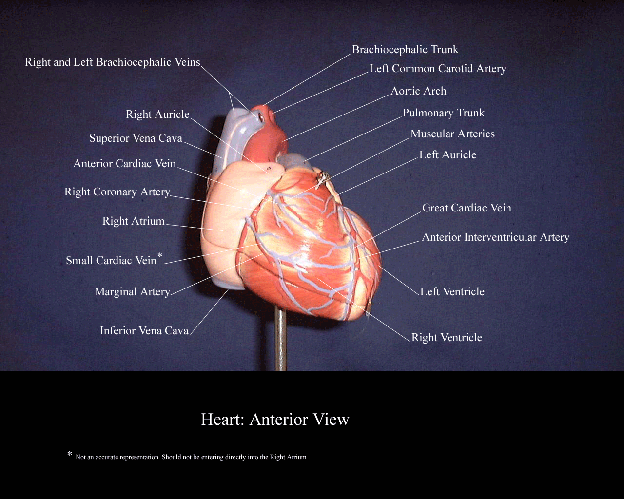 a picture of a heart model showing the structures from an anterior and right angle
