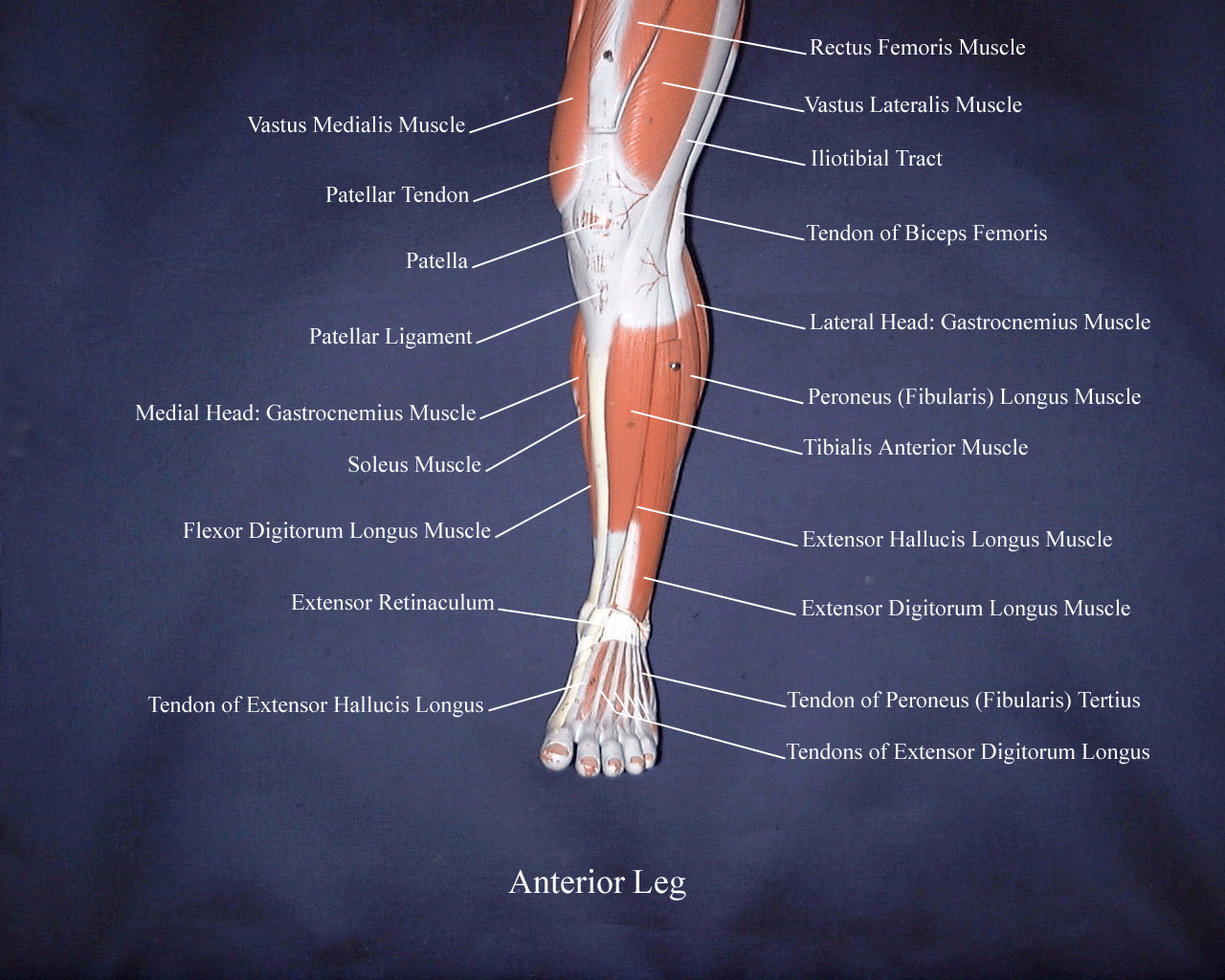 Medical Term For Lower Extremity Weakness