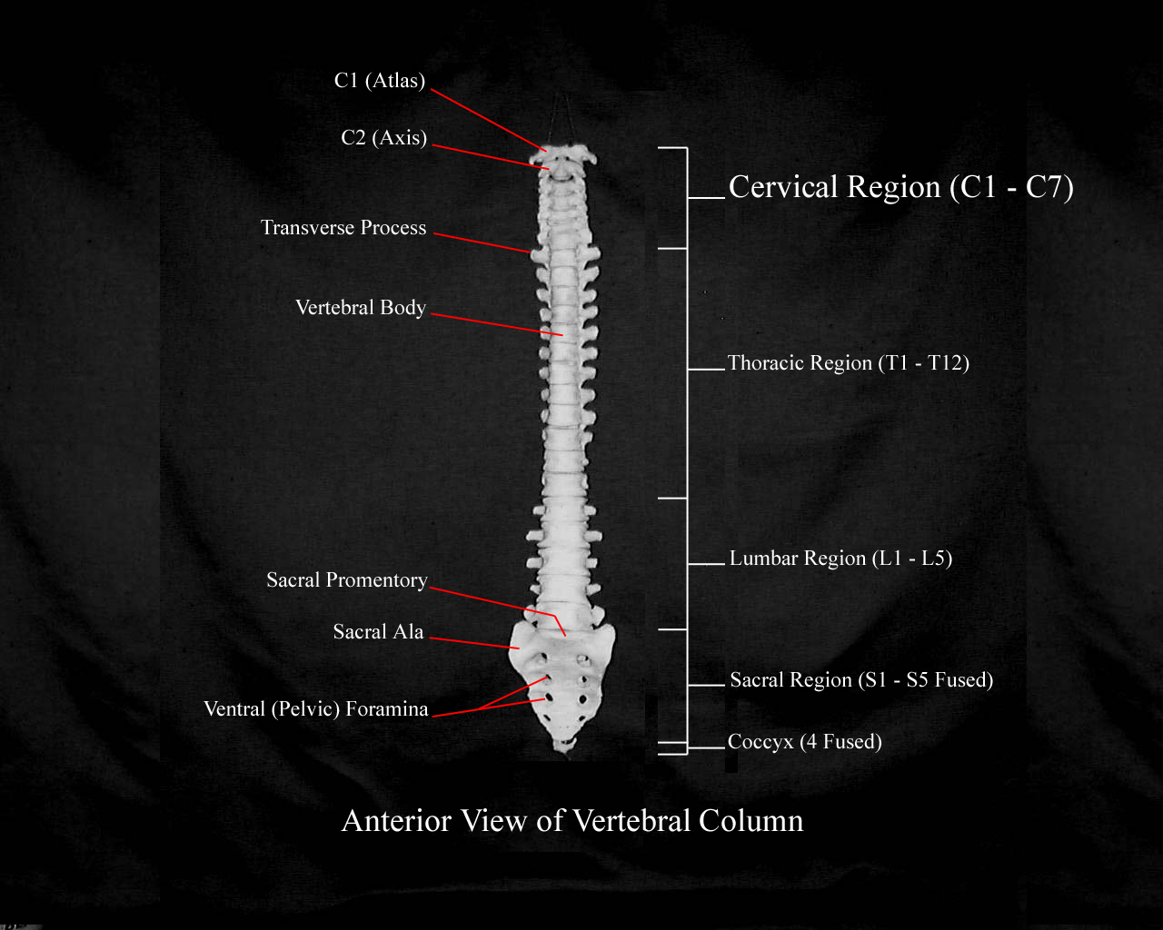 Vertebral Meaning In English