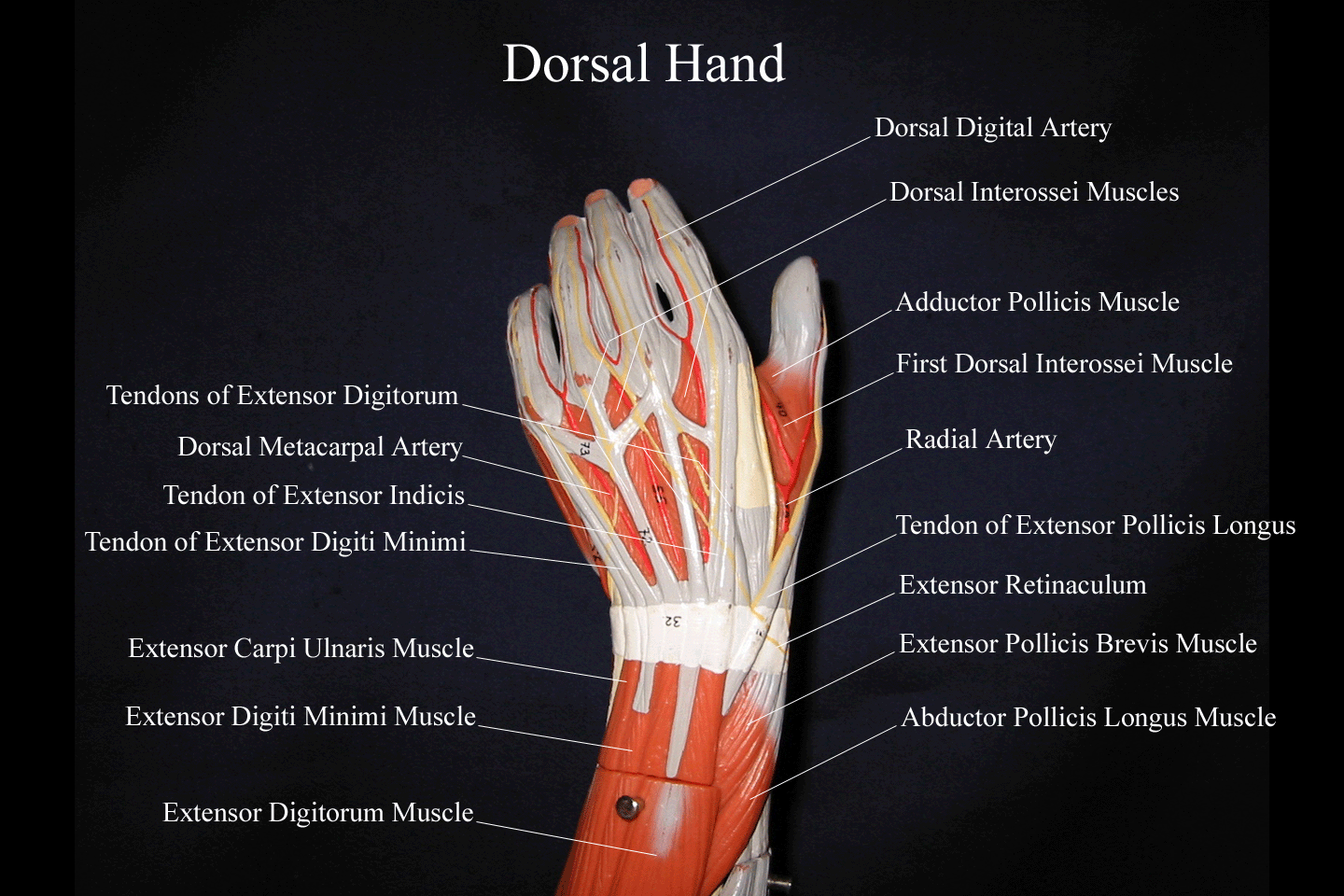 muscles-of-dorsum-of-hand