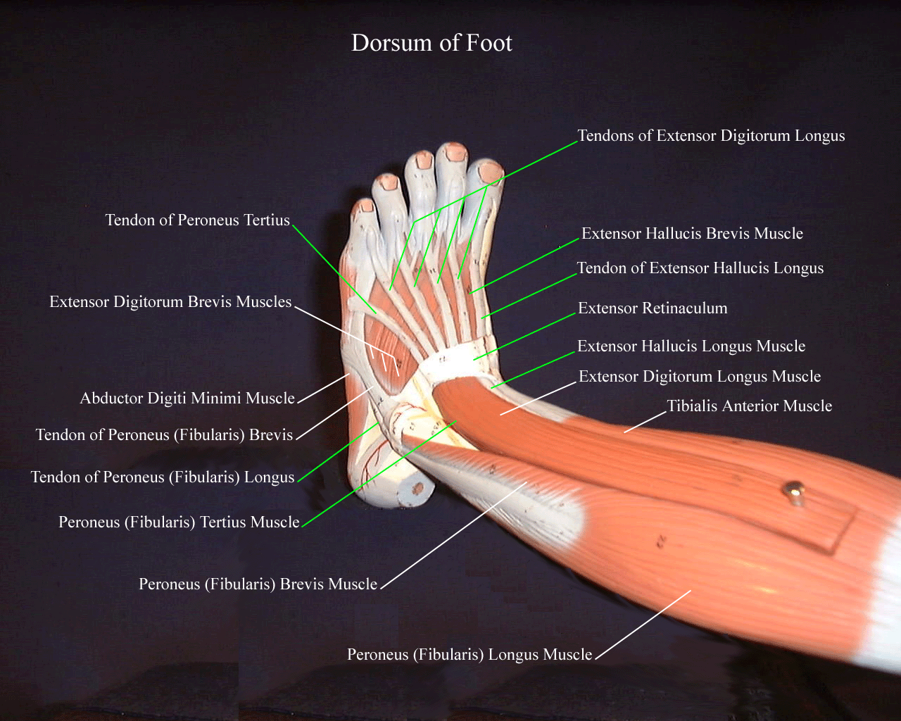 a labeled picture of the dorsum of the foot on a lower extremity model