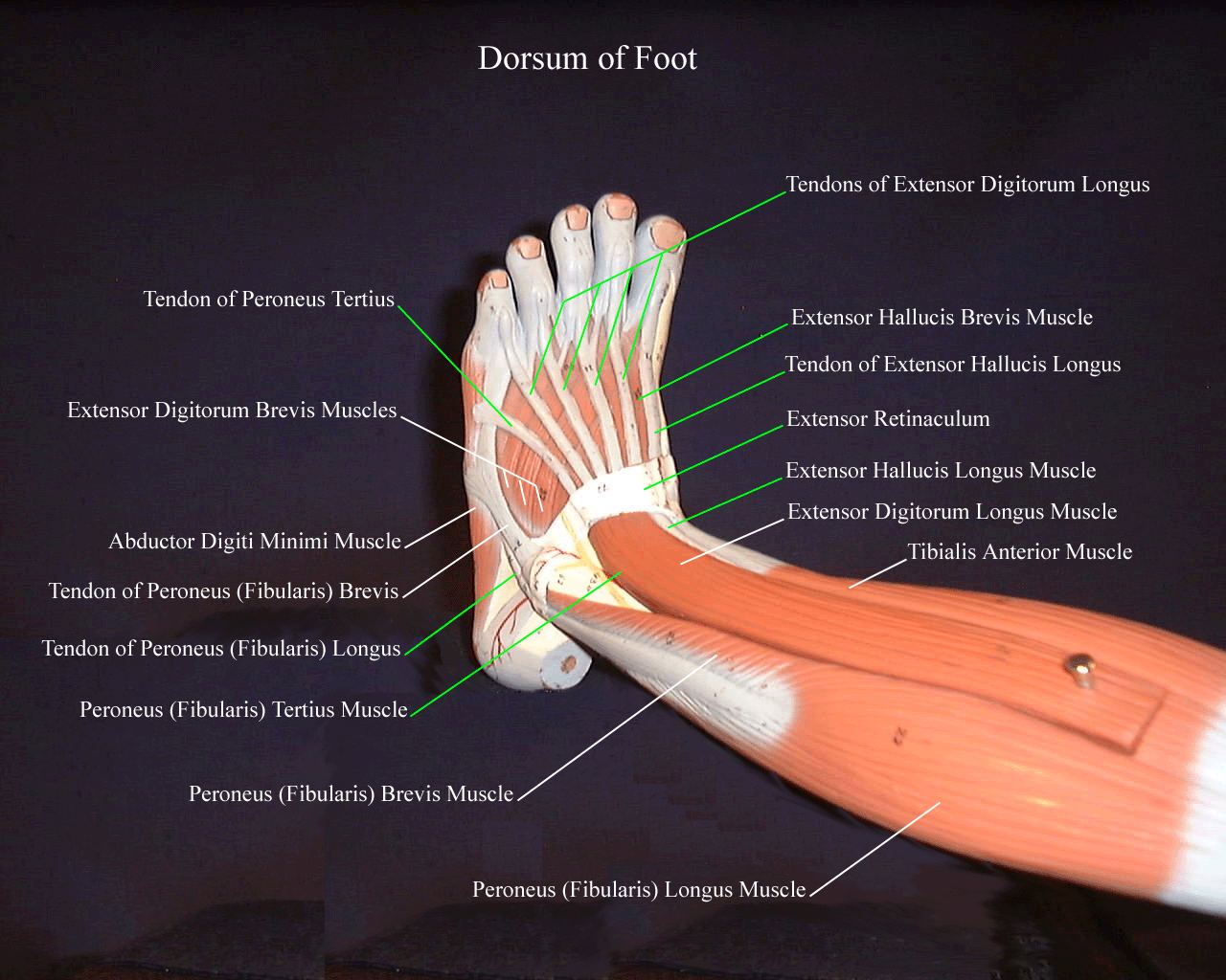 extensor digitorum longus model