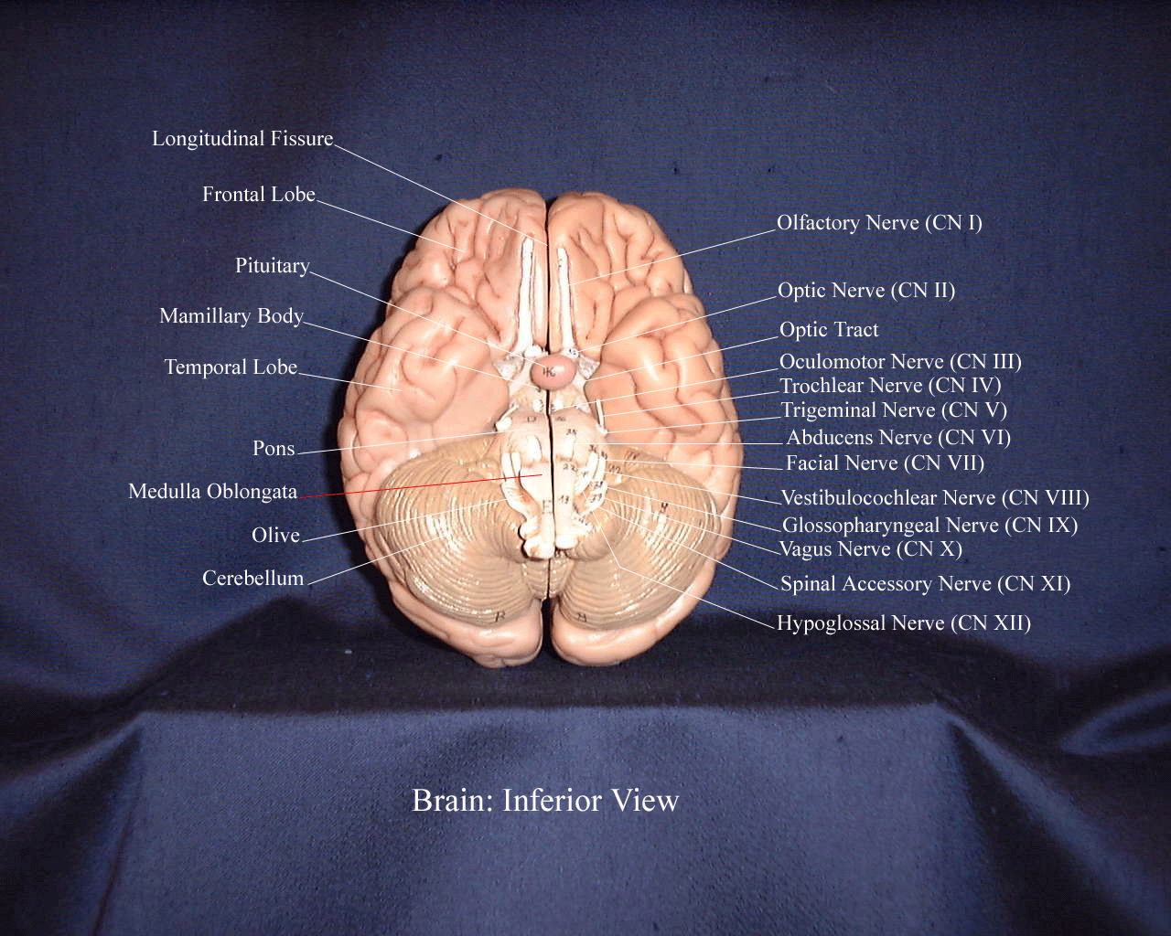 a labeled picture of a brain model from an inferior view