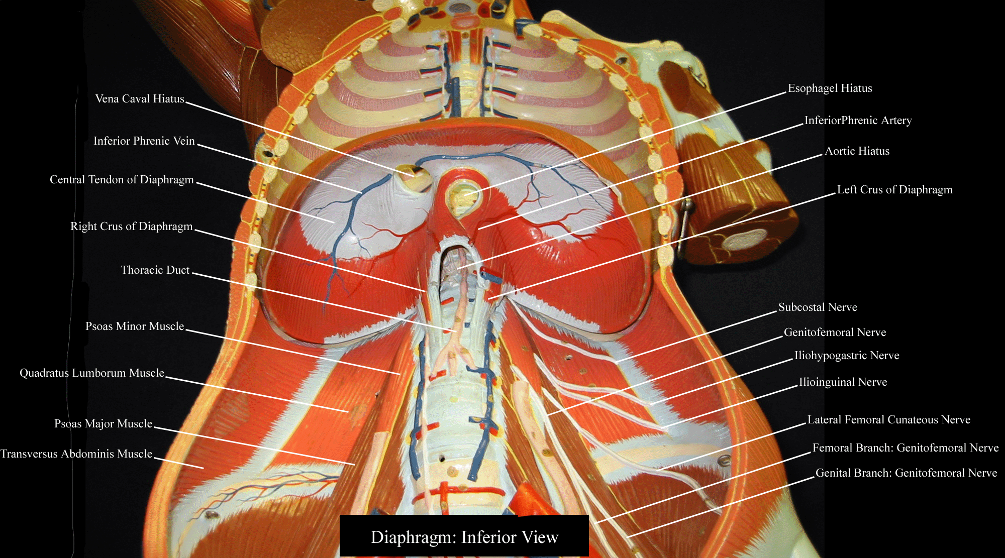 a labeled picture of the diaphragm from a torso model from an inferior view