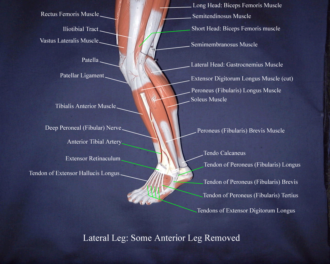 Leg Muscle Diagram Labeled Diagram Of The Human Leg By Xkeren On ...