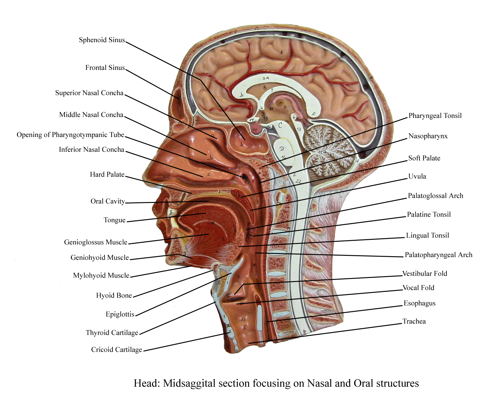 a labeled picture of a model of a midsagittal section through the head