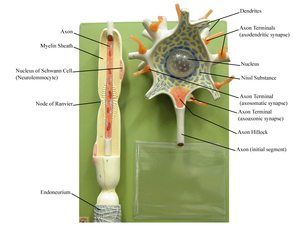 a labeled picture of a neuron model