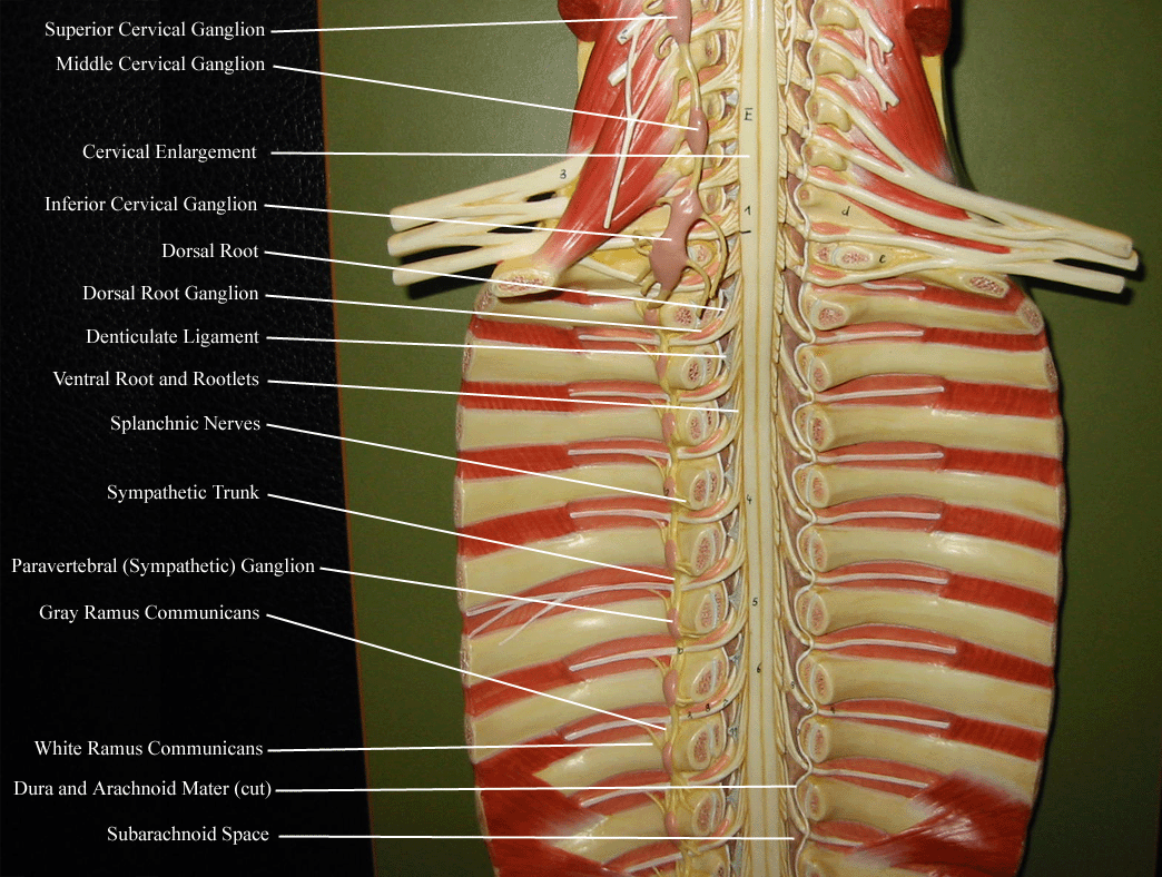 a picture of a model of a nerve plexus plaque indicating portions of the smypathetic and parasympathetic nervous systems
