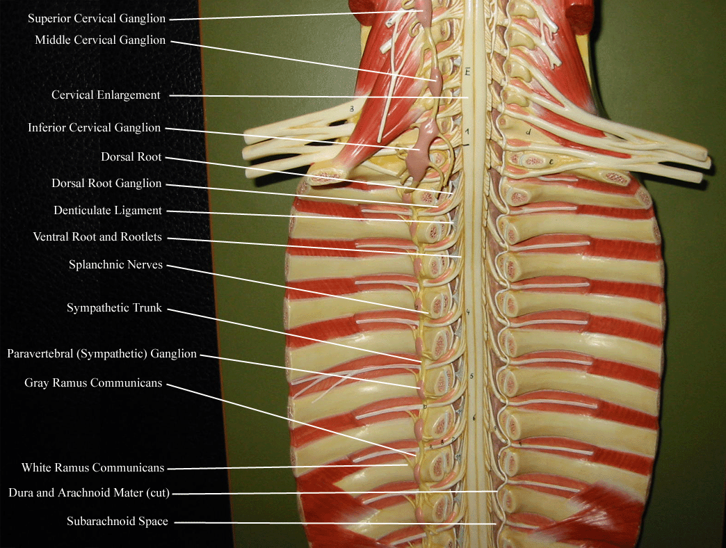 Model Of Sympathetic Chain