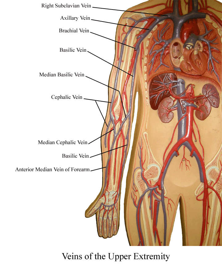 blood vessels of the upper body
