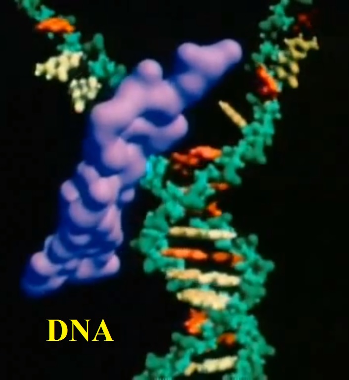 DNA Replication from Cosmos