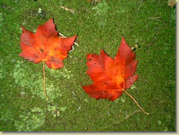 You have reached the last slide