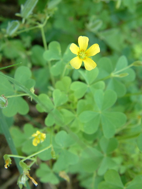 What is yellow clover? | Yahoo Answers