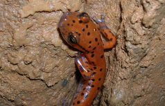 cave salamander